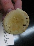 Russula cremoricolor image