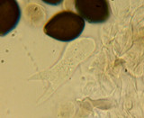 Panaeolus bisporus image