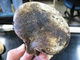 Russula albonigra image