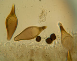 Panaeolus bisporus image