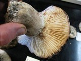 Russula dissimulans image