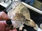 Russula dissimulans image