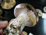 Russula dissimulans image