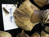Russula nigricans image