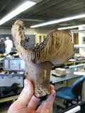 Russula nigricans image
