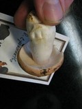 Russula cyanoxantha image