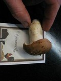 Russula cyanoxantha image