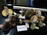 Russula olivacea image