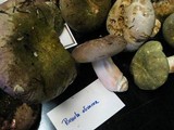 Russula olivacea image