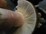 Russula olivacea image
