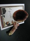 Russula queletii image