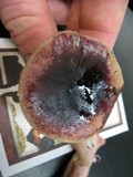 Russula queletii image