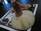 Russula queletii image