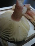Russula queletii image