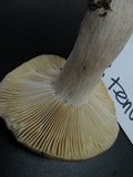 Russula tenuiceps image