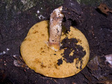 Xanthoconium affine image