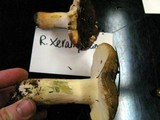 Russula xerampelina image