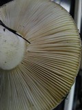 Russula xerampelina image