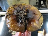 Russula xerampelina image