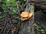 Flammulina velutipes var. lupinicola image