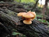 Flammulina velutipes var. lupinicola image