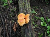 Flammulina velutipes var. lupinicola image