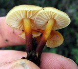 Flammulina velutipes var. lupinicola image