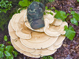 Bondarzewia berkeleyi image