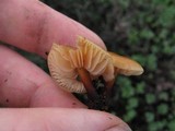 Flammulina velutipes var. lupinicola image
