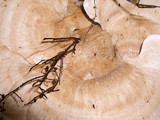 Bondarzewia berkeleyi image