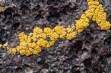 Candelariella rosulans image