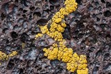 Candelariella rosulans image