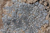 Acarospora strigata image