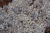Acarospora strigata image