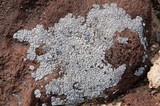 Acarospora strigata image