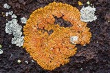 Xanthoria elegans image