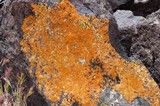 Xanthoria elegans image