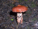 Lactarius camphoratus image