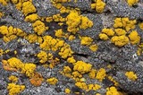 Candelariella rosulans image