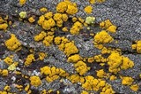 Candelariella rosulans image