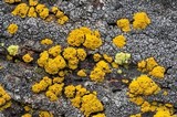 Candelariella rosulans image