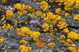Candelariella rosulans image