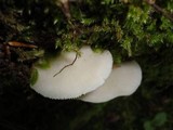 Crepidotus applanatus image