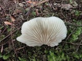 Crepidotus applanatus image