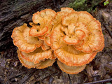 Laetiporus cincinnatus image