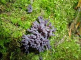 Clavaria zollingeri image