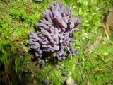 Clavaria zollingeri image