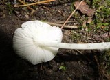 Hemimycena lactea image