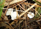Hemimycena lactea image