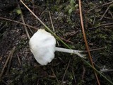 Hemimycena lactea image